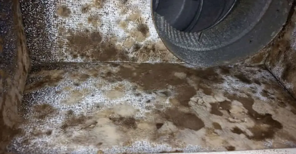 black and green mold in air ducts
